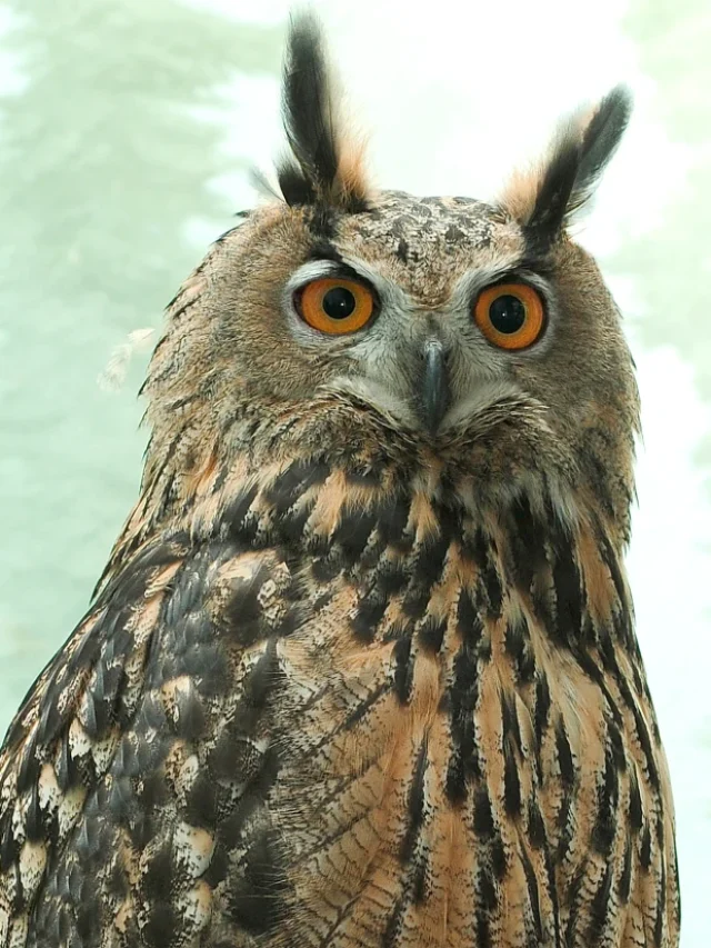 Zoo says’most renowned owl in the world,’ Flaco, dies.